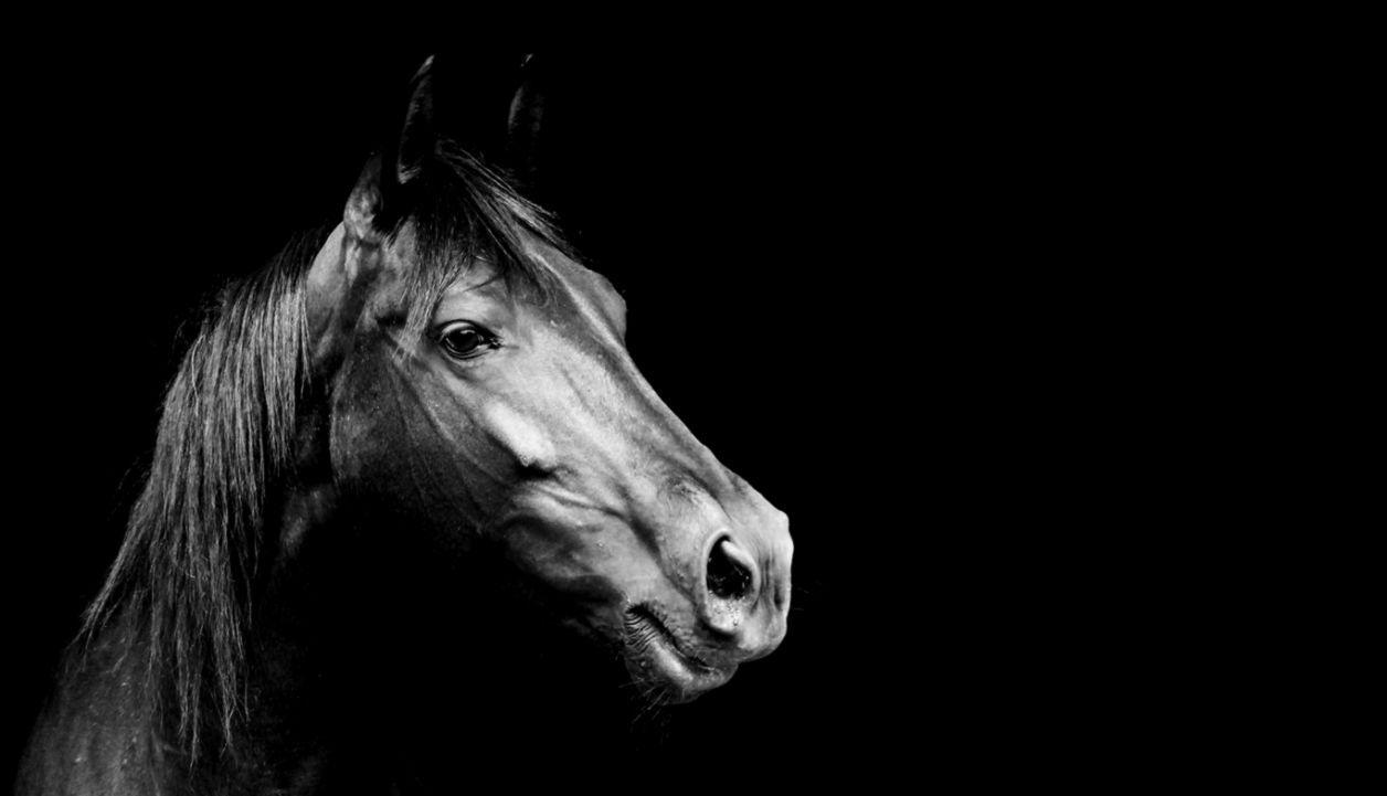 Black Horse Wallpapers - Top Free Black Horse Backgrounds - WallpaperAccess