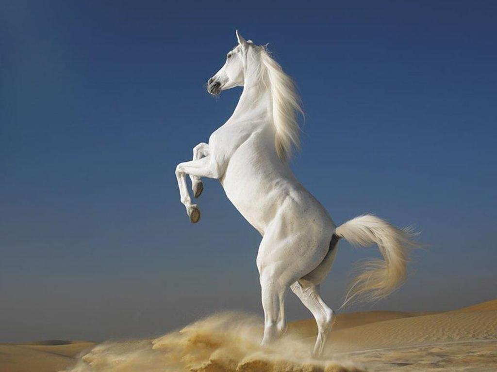1024x768 hình ảnh cho: Hình ảnh ngựa màu trắng dễ thương đẹp