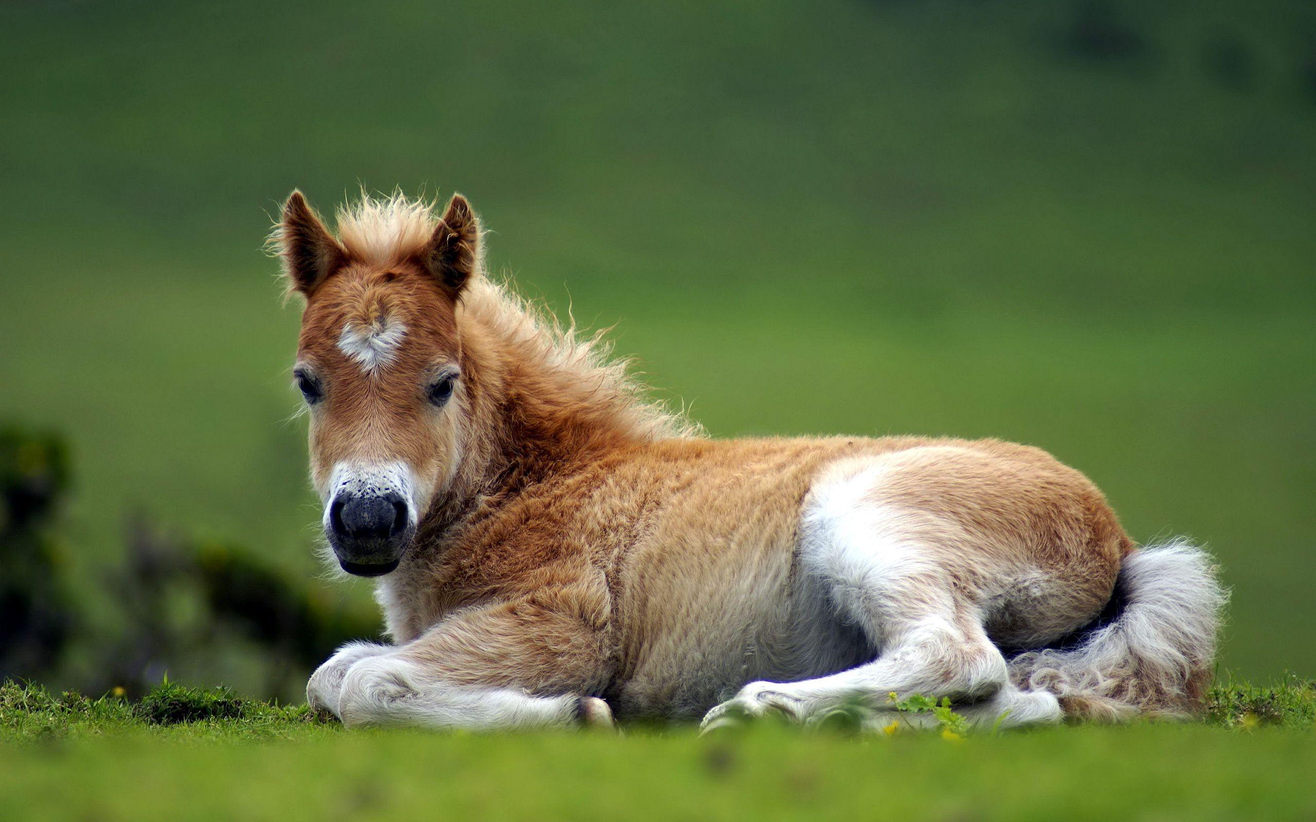 really cute baby horses