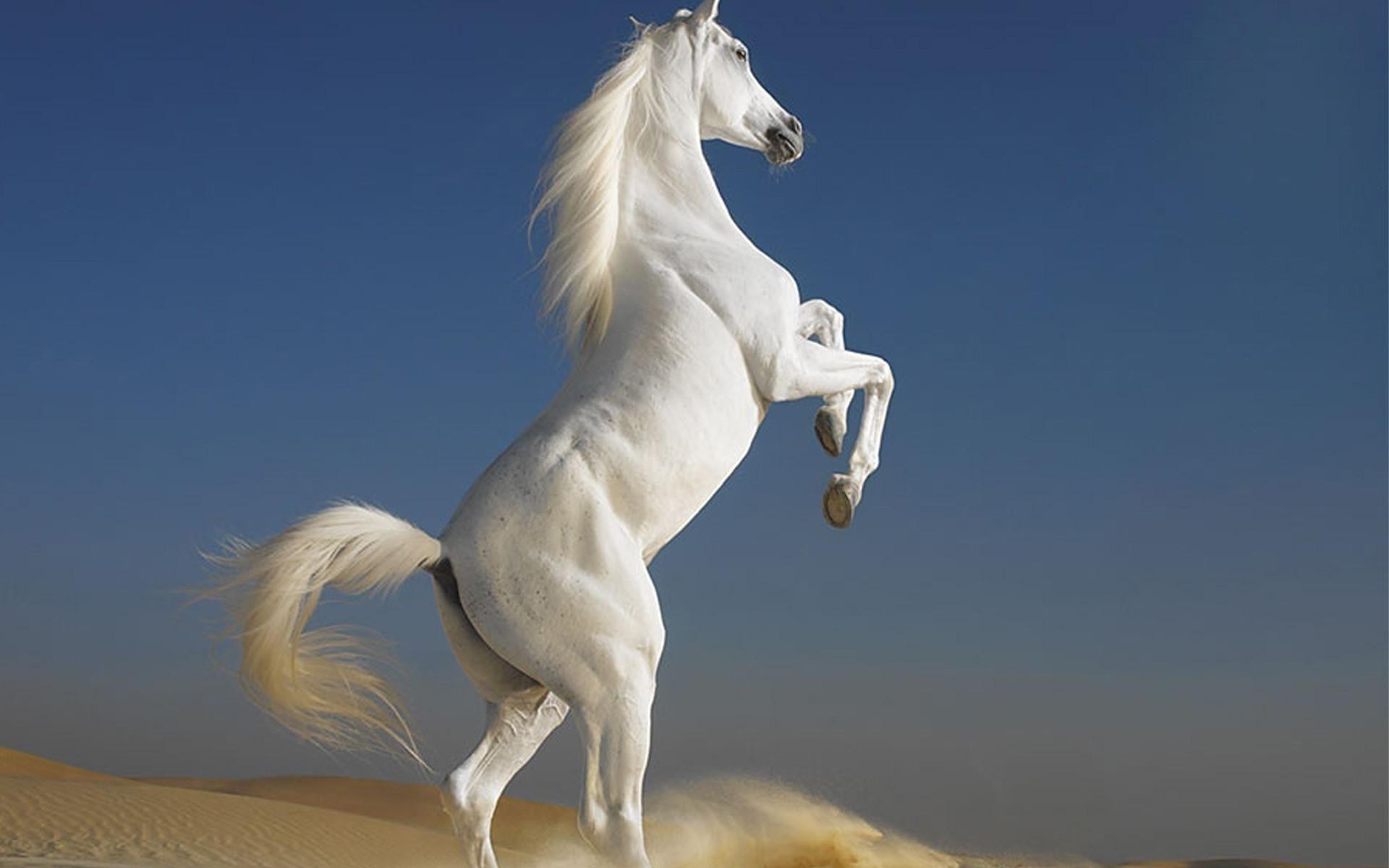 White Horse Wallpapers Top Free White Horse Backgrounds Wallpaperaccess