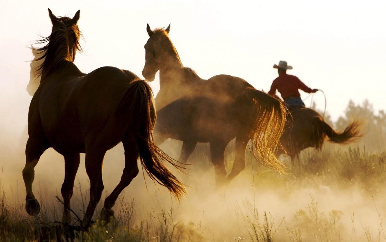 1280x804 Wild Horses and Cowboy wallpaper. Wild Horses and Cowboy