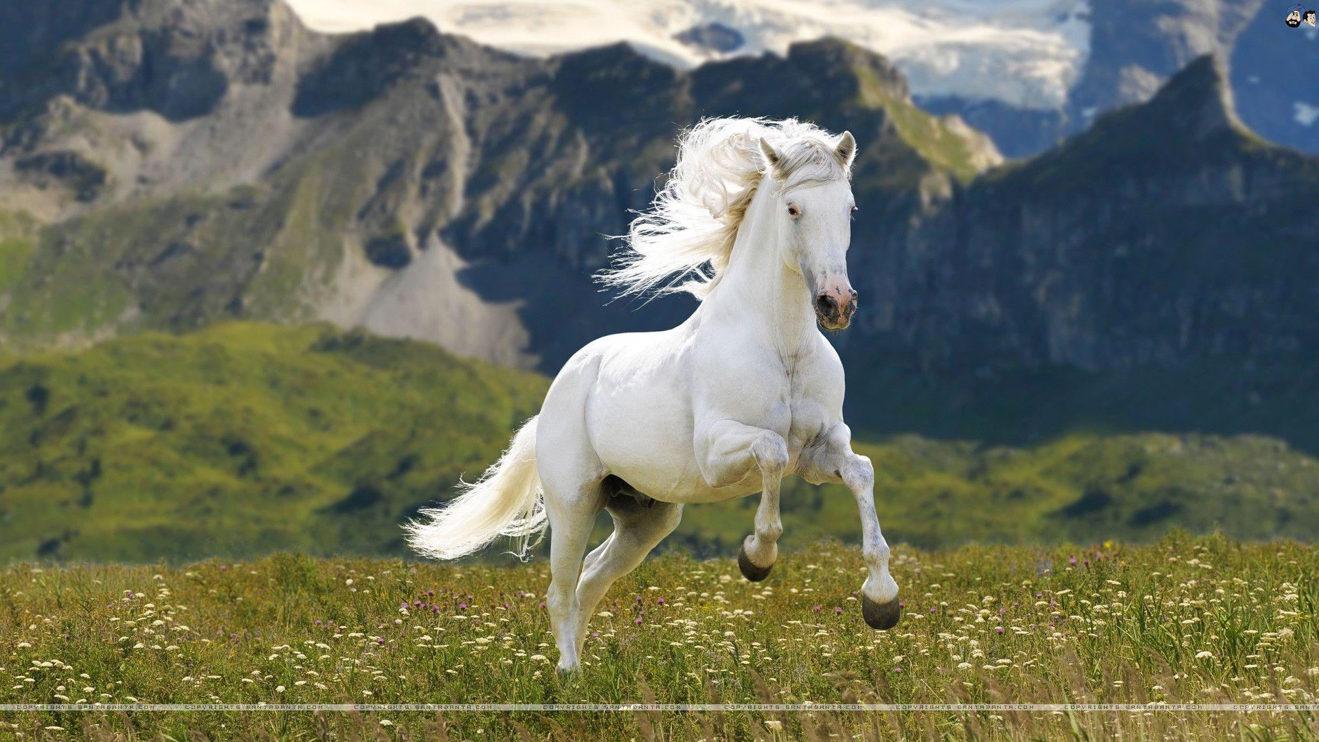 White Horse Wallpapers - Top Free White Horse Backgrounds - WallpaperAccess