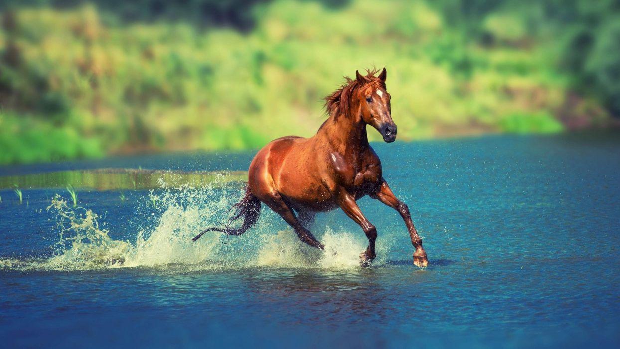 1244x700 Ngựa chạy trong nước động vật xinh đẹp hình nền dễ thương