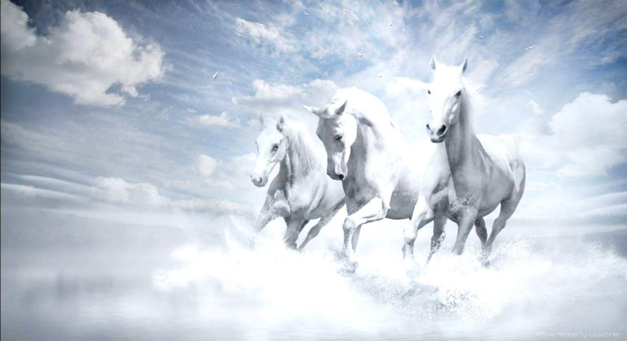1284x698 White Horse Running Wallpaper