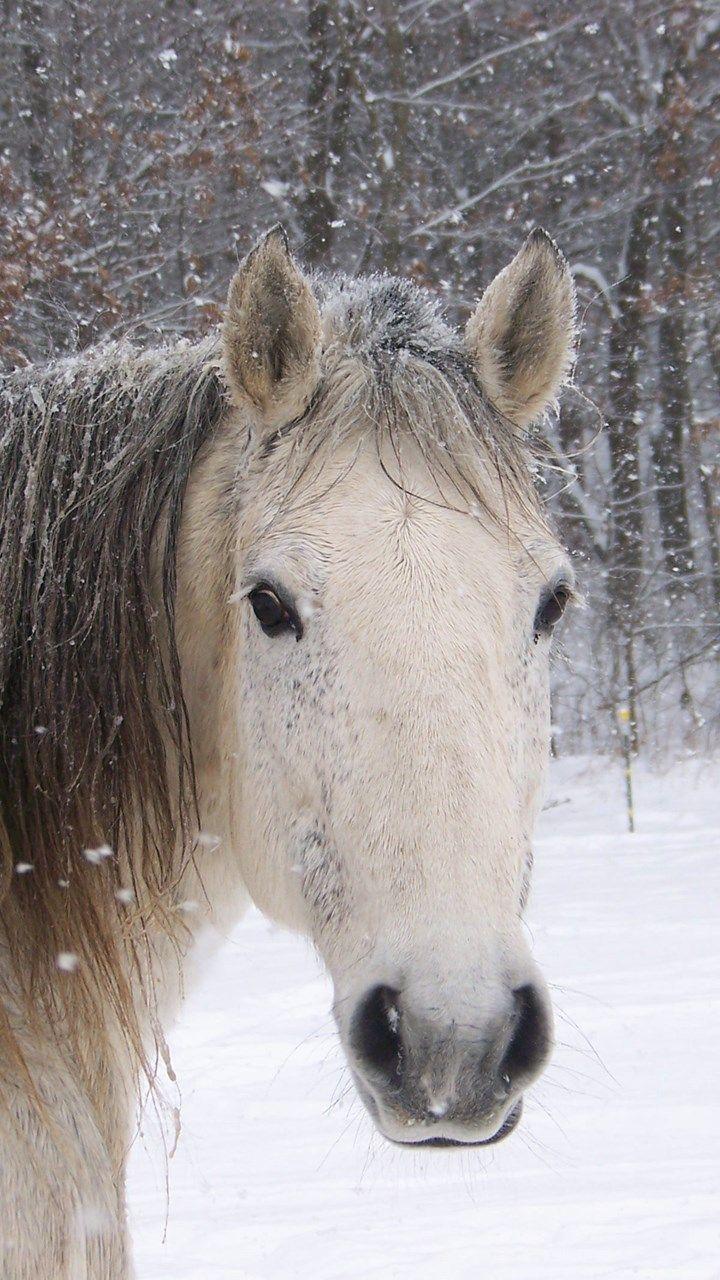 720x1280 More Like Cute Horse Wallpaper