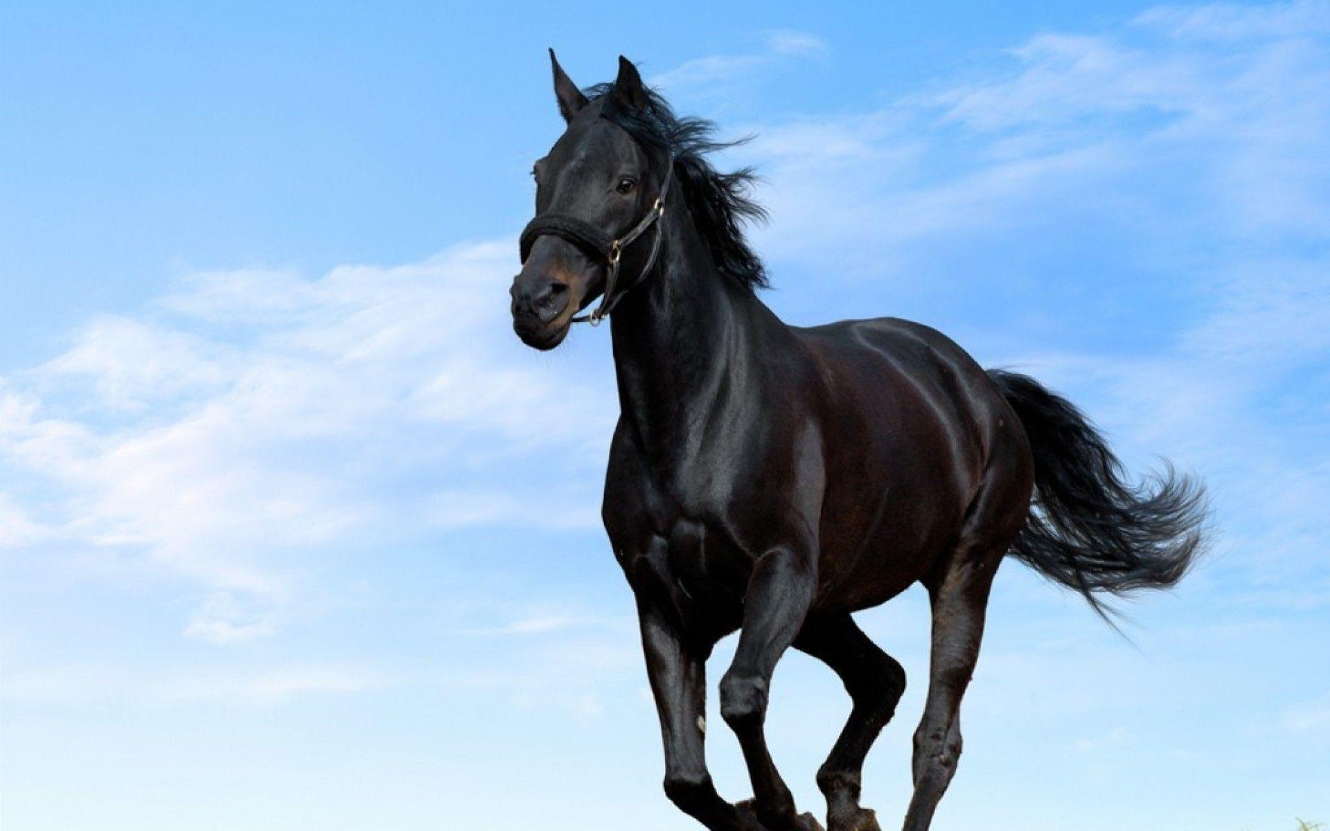 Hình nền con ngựa đen 1920x1200