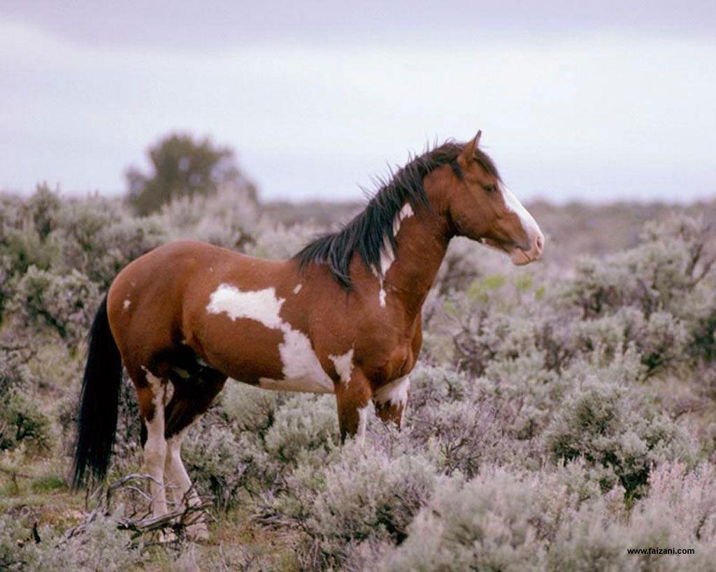 Mustang Horse Wallpapers - Top Free Mustang Horse Backgrounds