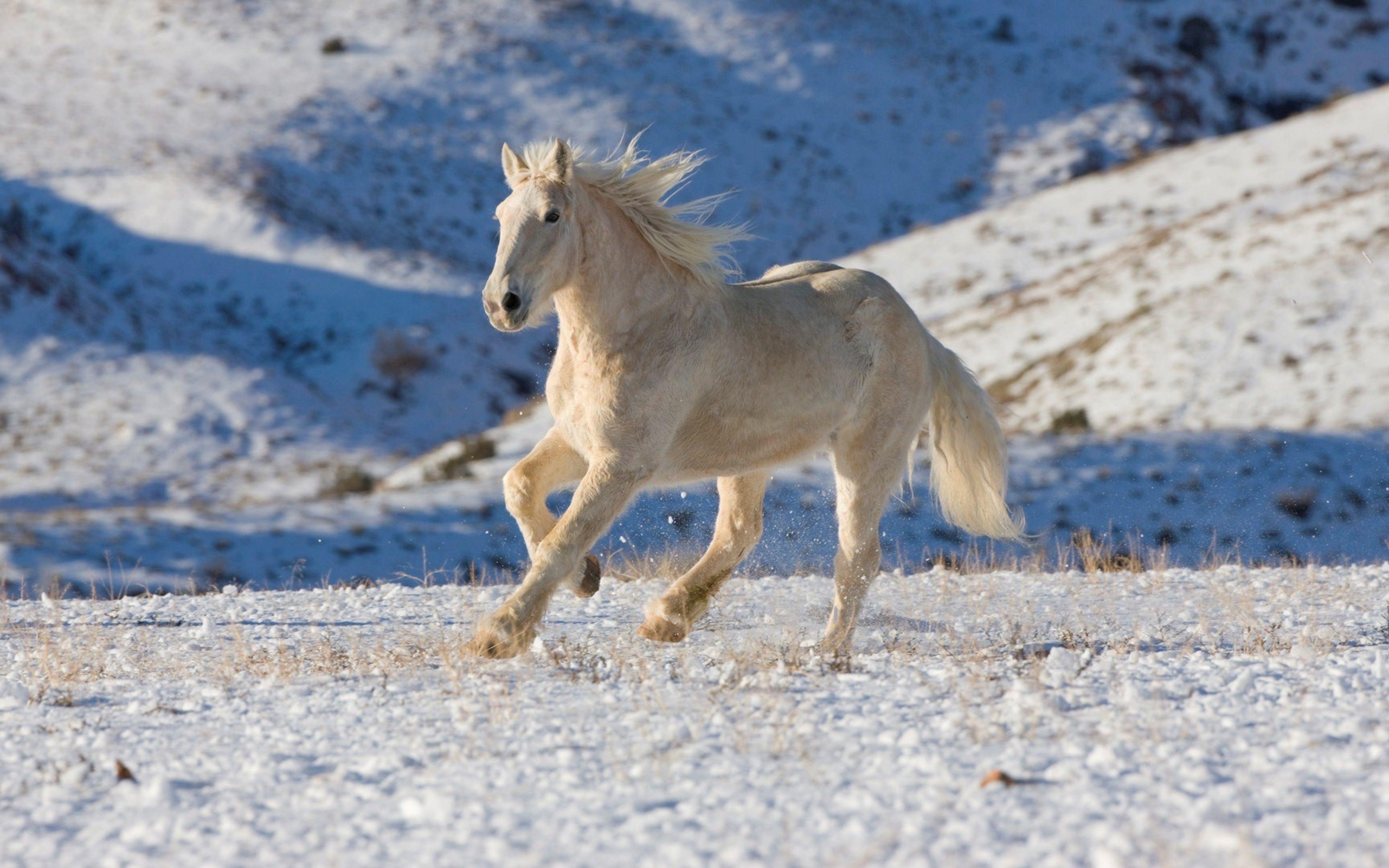 5120x3200 Christmas Horse Wallpaper Free Horse Picture HD