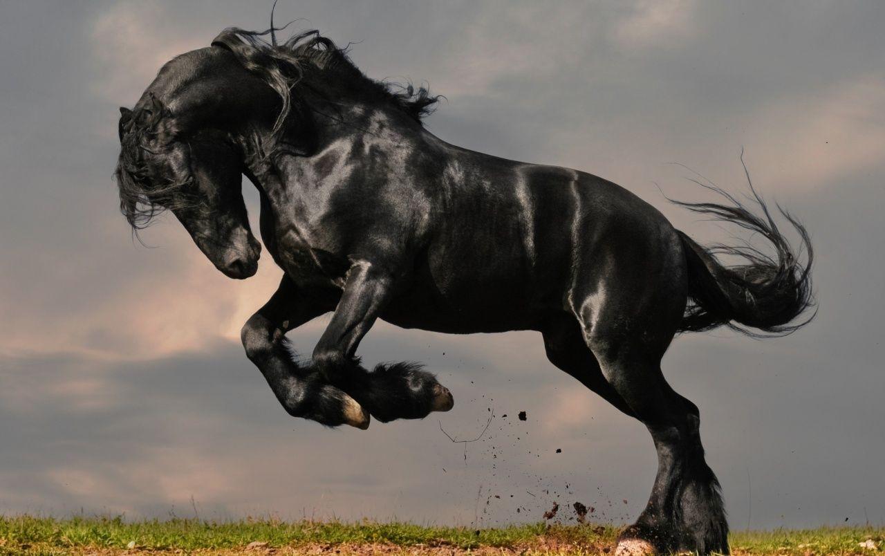 Amoled black horse Wallpapers Download | MobCup