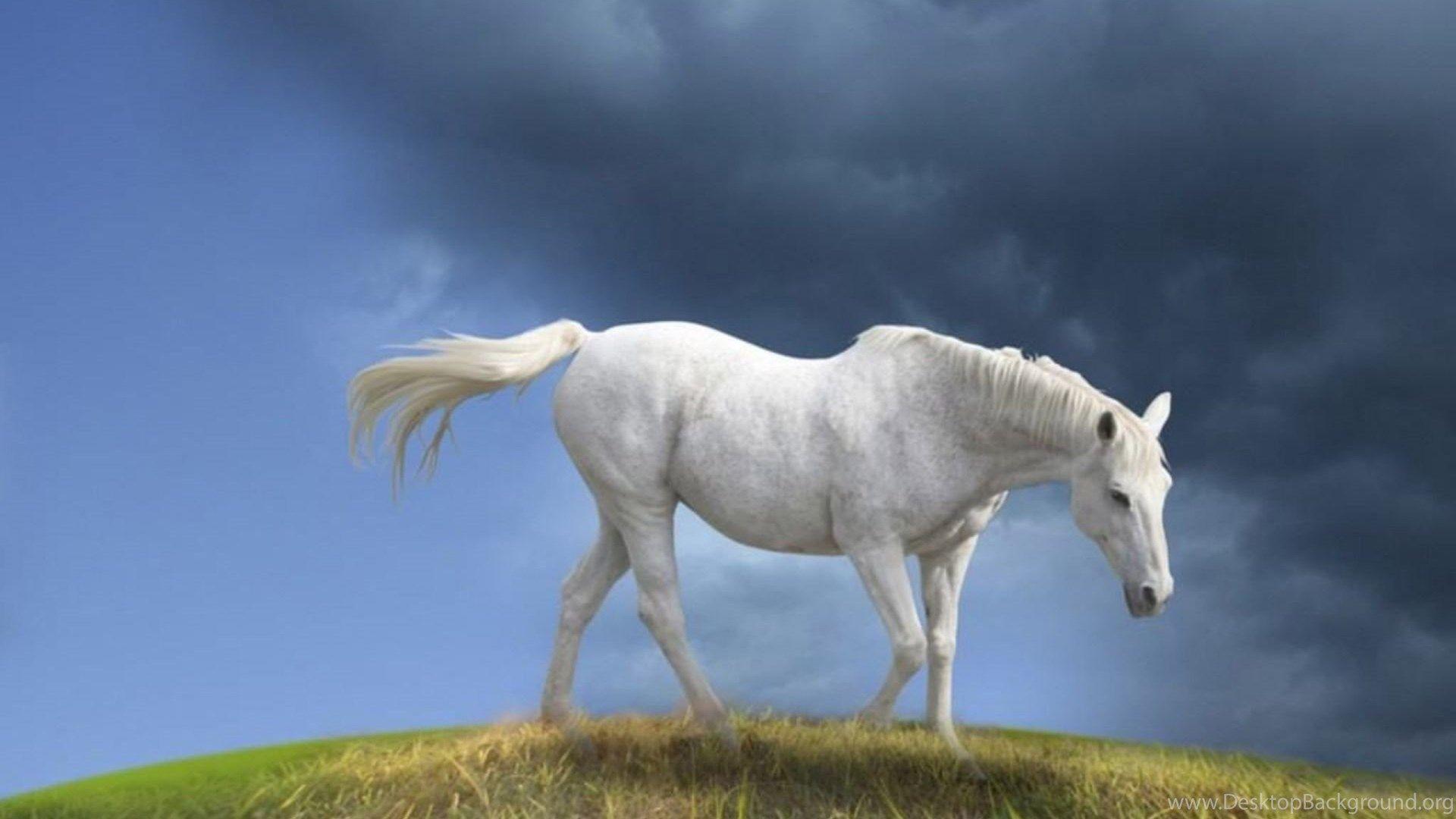 White Horse Wallpapers - Top Free White Horse Backgrounds - WallpaperAccess