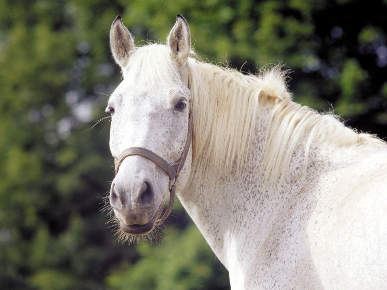 1600x1200 Horse Wallpaper. HD Horses Wallpaper. Beautiful Cool