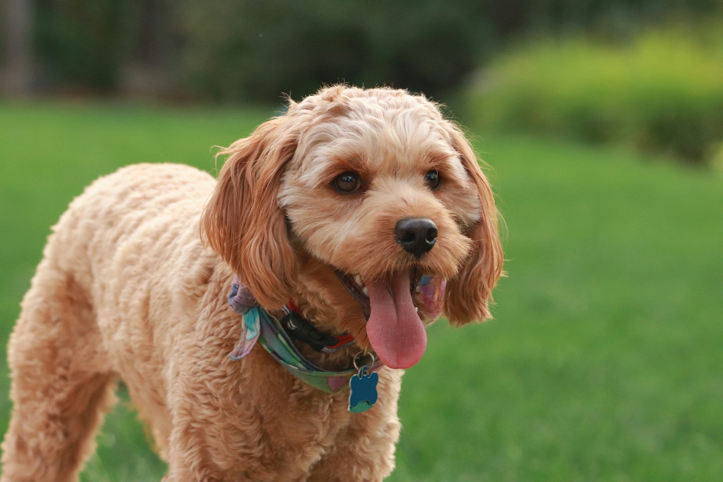 3000x2000 Cavapoo Puppy Picture