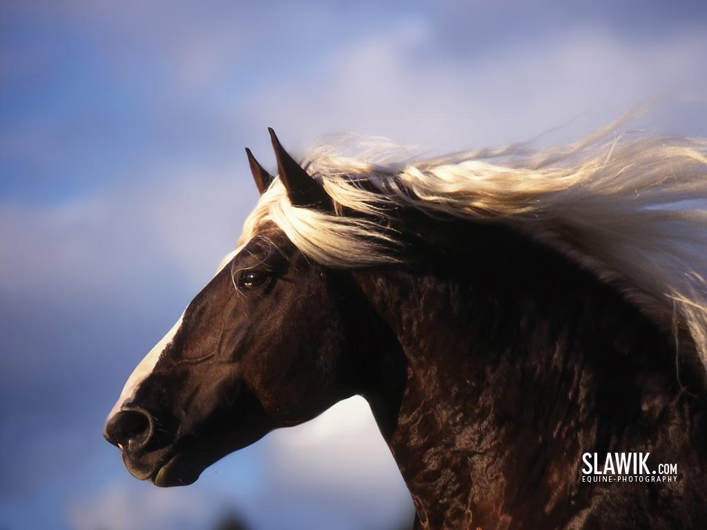 1024x768 ImageSpace Mustang Horse Background