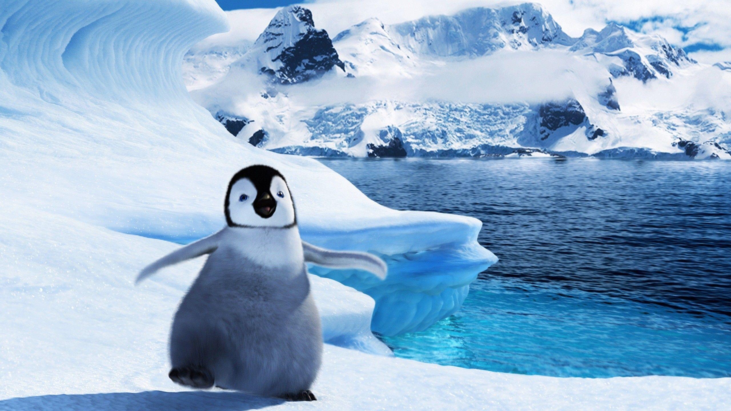 2560x1440 Baby Penguin Wallpaper