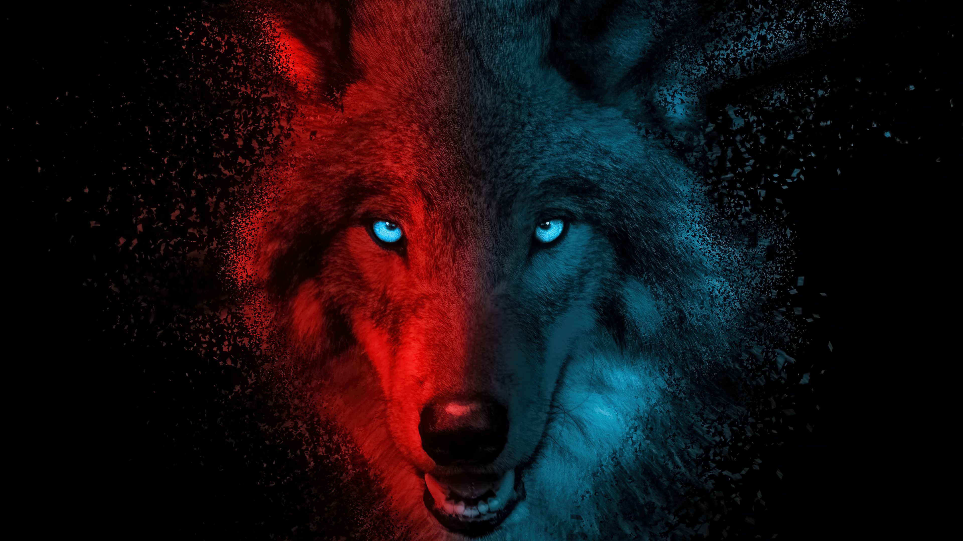 3840x2160 Wolf Dark Background Wallpaper 4K HD PC