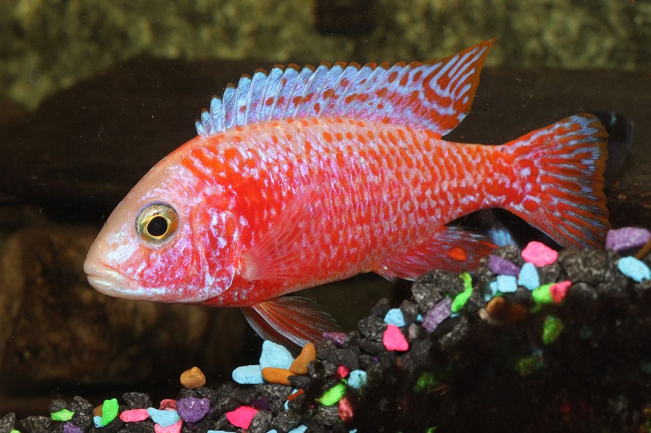 1280x853 Free Cichlid & Fish Image