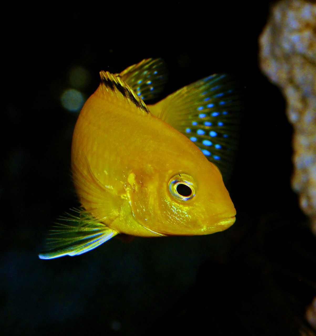 1203x1280 Free Cichlid & Fish Image
