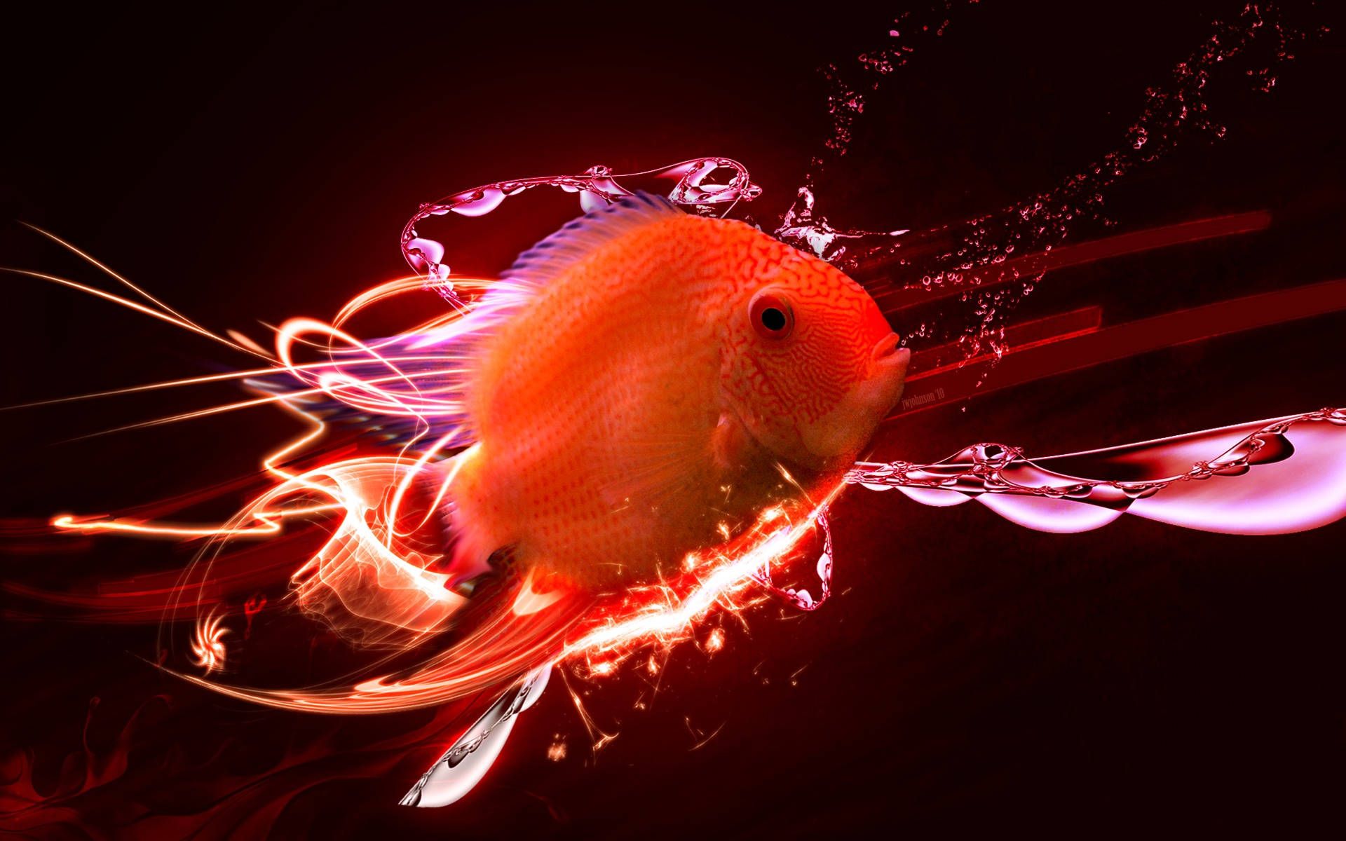 1920x1200 Download HD Fish Blood Red Parrot Cichlid Wallpaper