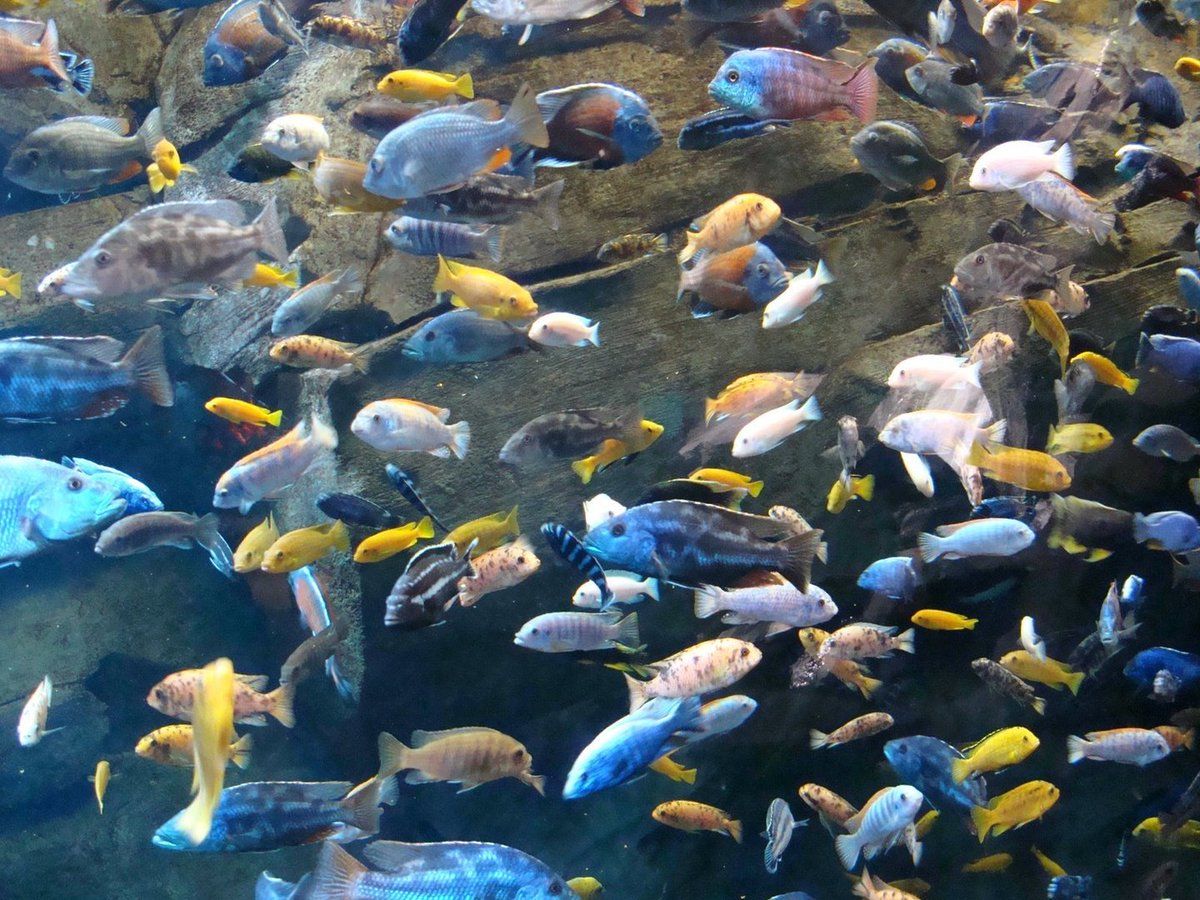 1200x900 Hero Wallpaper on X: african cichlids