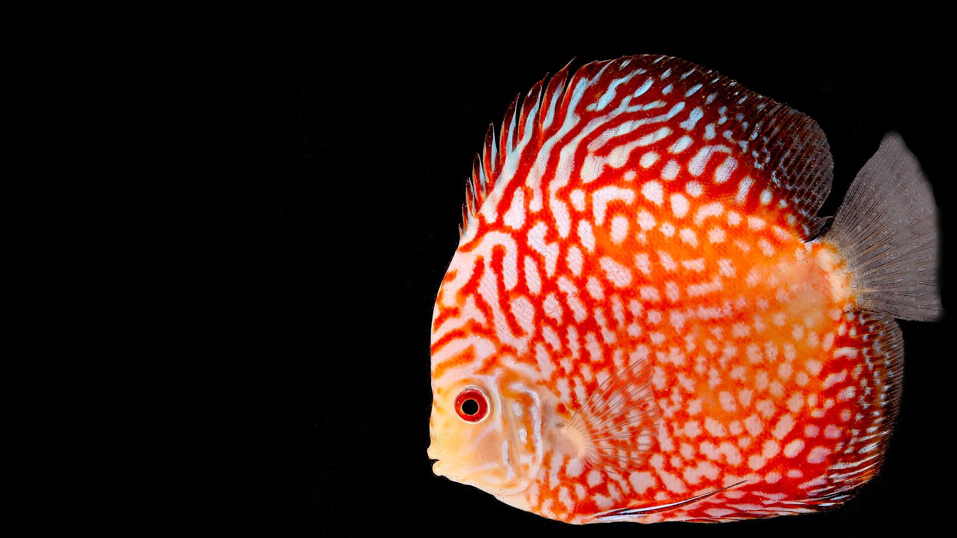 1920x1080 Cichlid. San Diego Zoo Animals & Plants