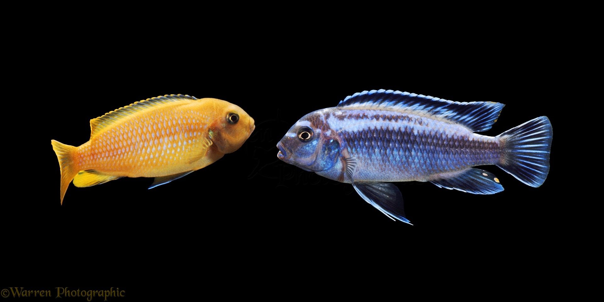 1920x960 Lake Malawi Cichlids photo WP04878
