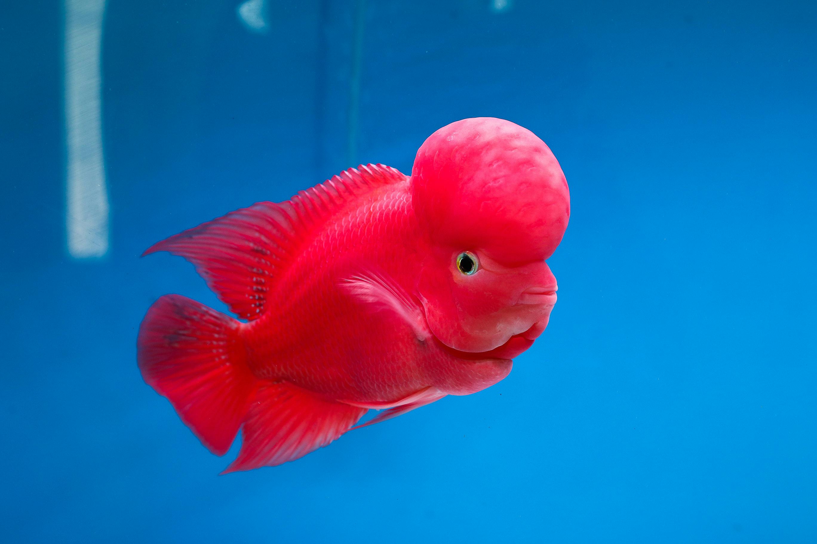 2736x1824 Flowerhorn Cichlid Fish · Free