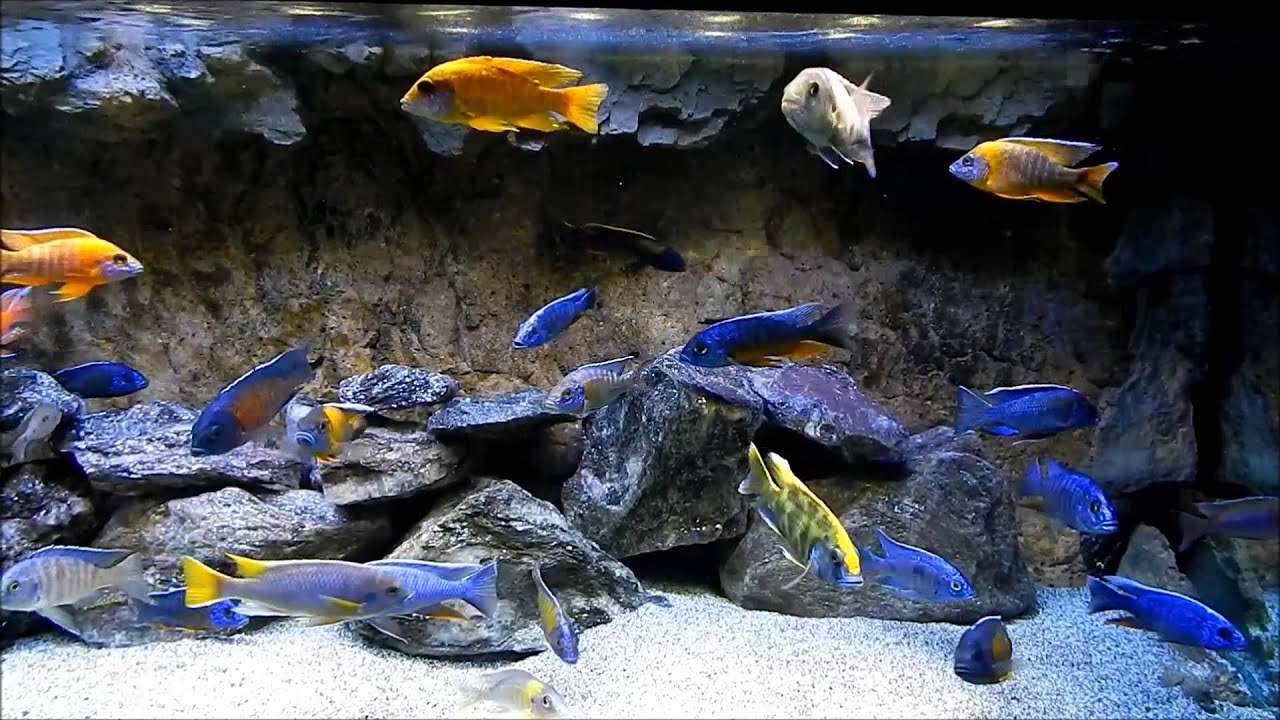 1280x720 Cichlid Wallpaper