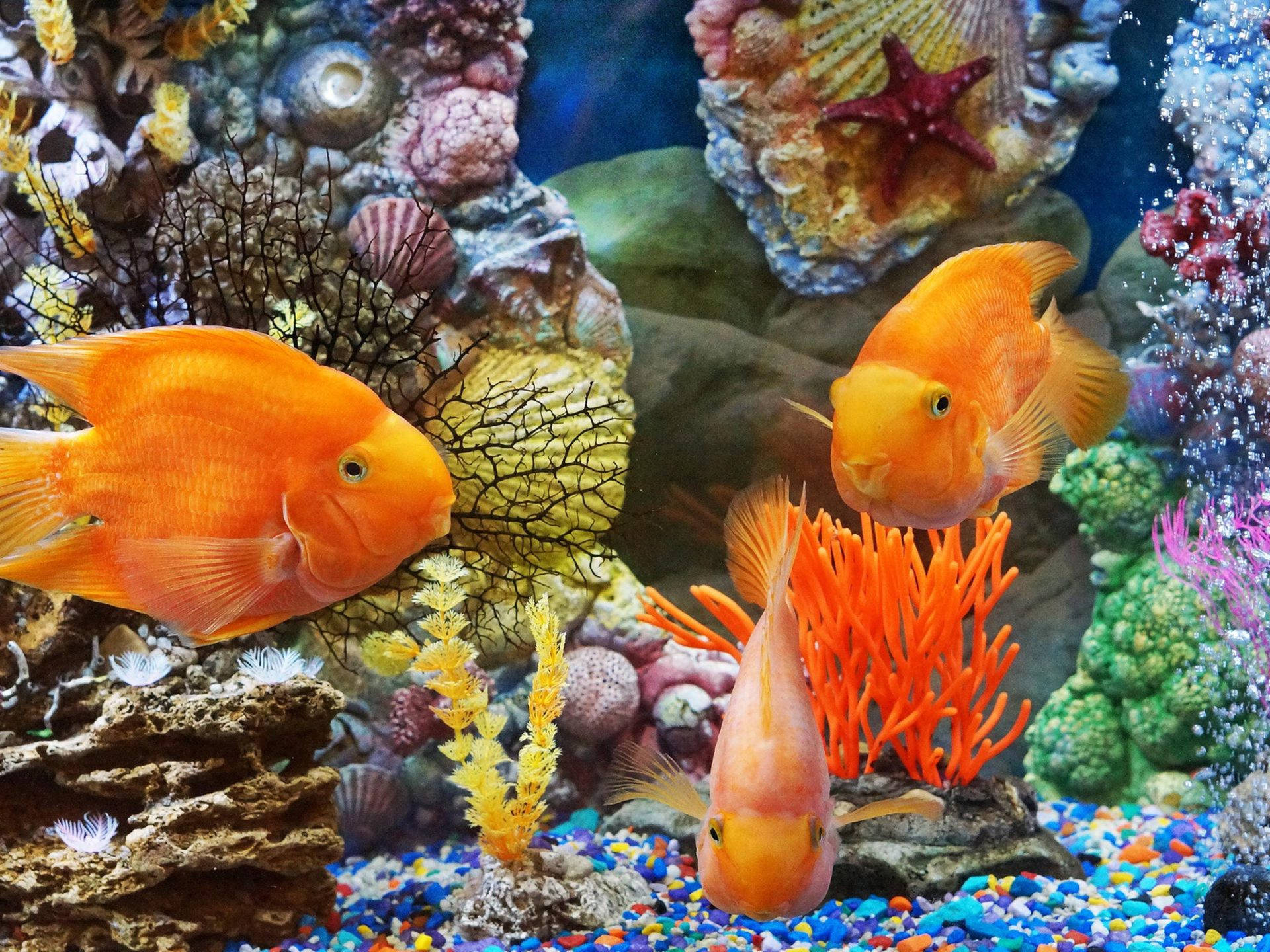1920x1440 Download HD Fishes Blood Parrot Cichlid