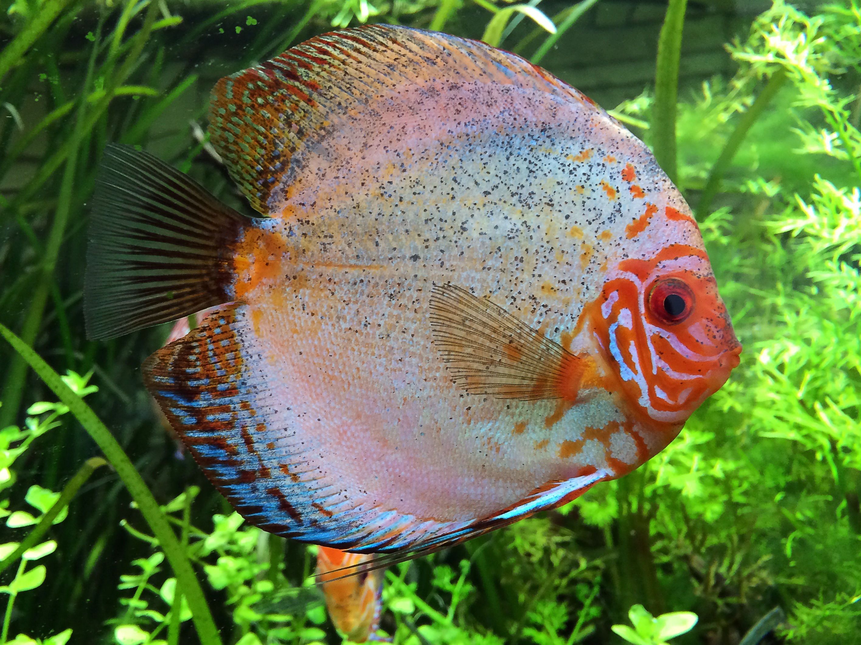 2831x2121 Cichlid wallpaper for mobile phone
