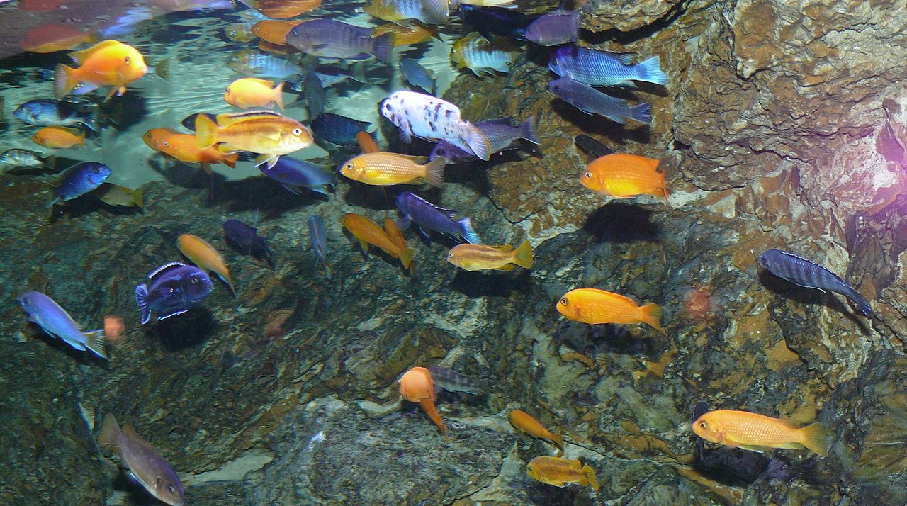 1280x714 Lake Malawi Cichlids, Vibrant “Jewels