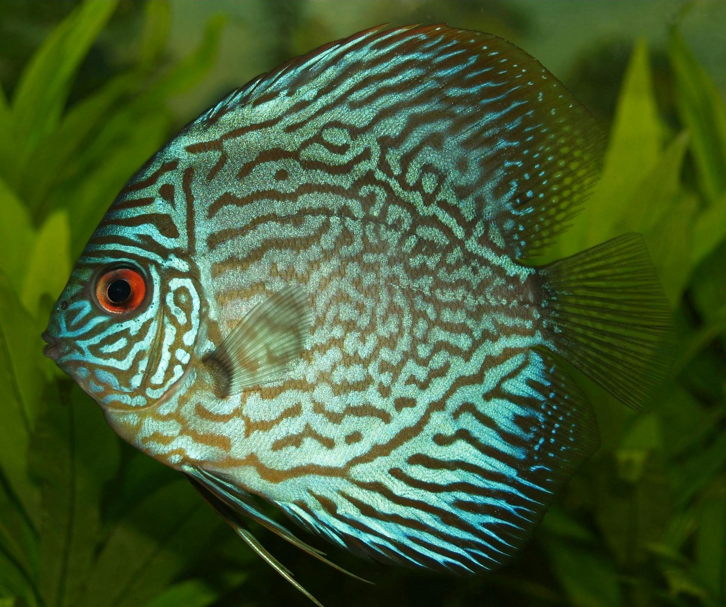 2405x2010 Cichlid & HD Image