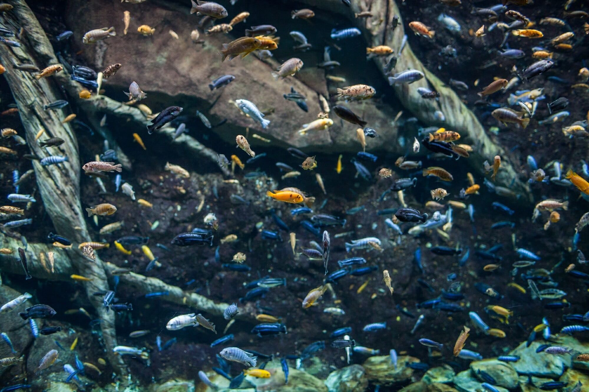 2000x1333 Cichlid