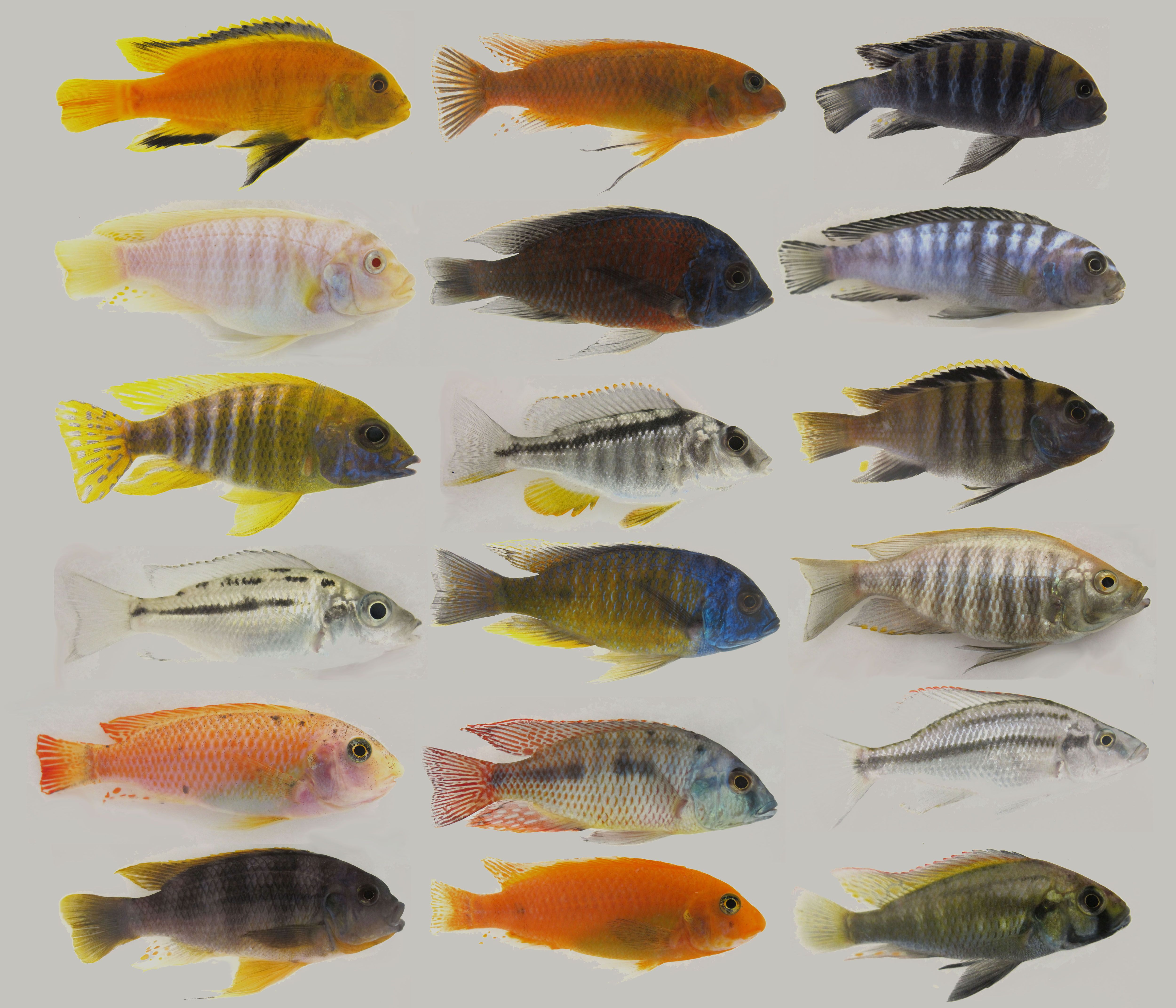 5000x4286 Sequencing of five African fishes