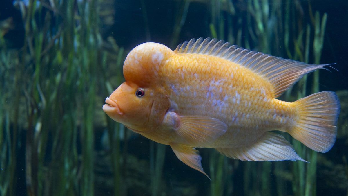 1200x675 Midas Cichlid · Tennessee Aquarium