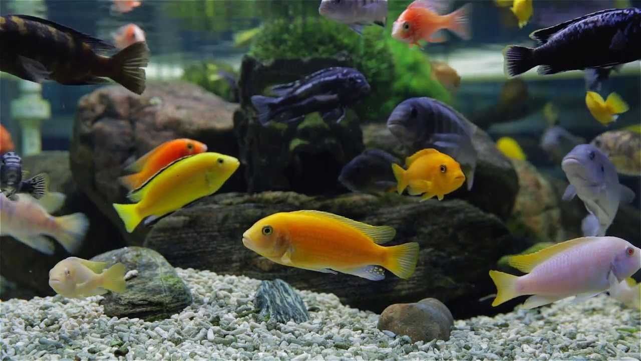1280x720 Cichlid Aquarium