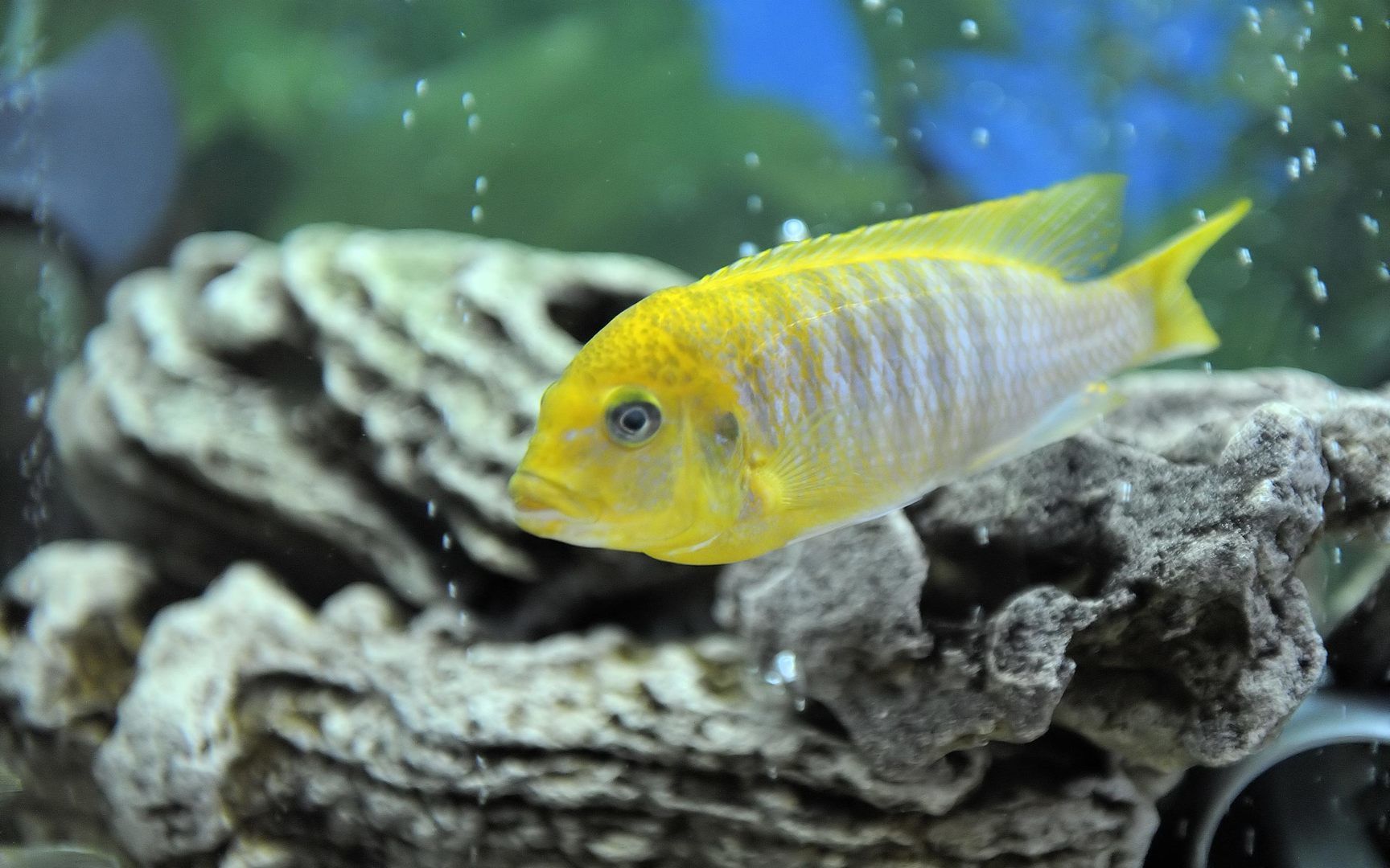 1728x1080 Hero Wallpaper on X: malawi cichlid