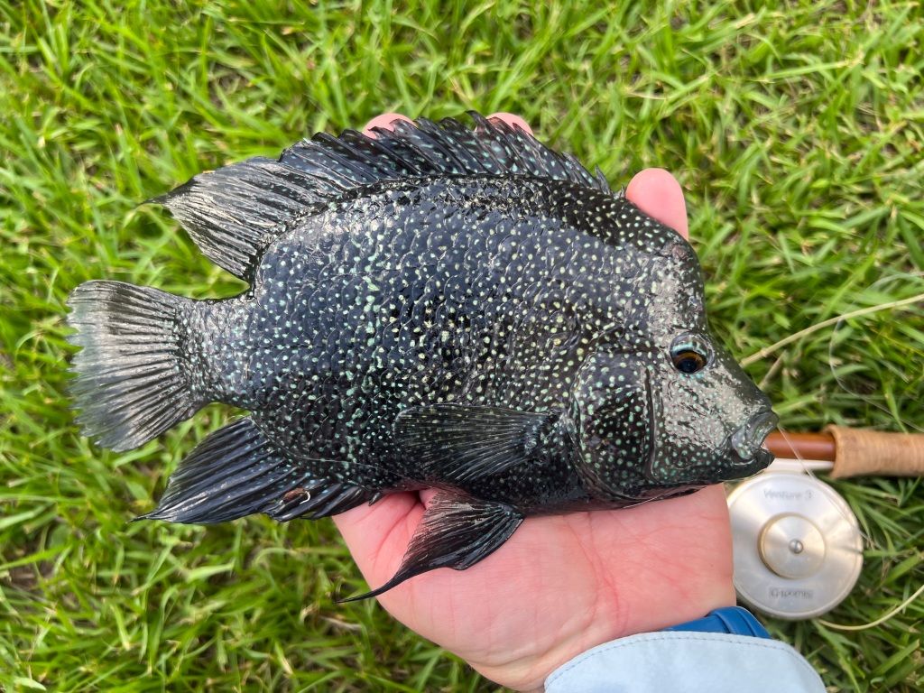 1024x768 Catching cichlids in New Orleans