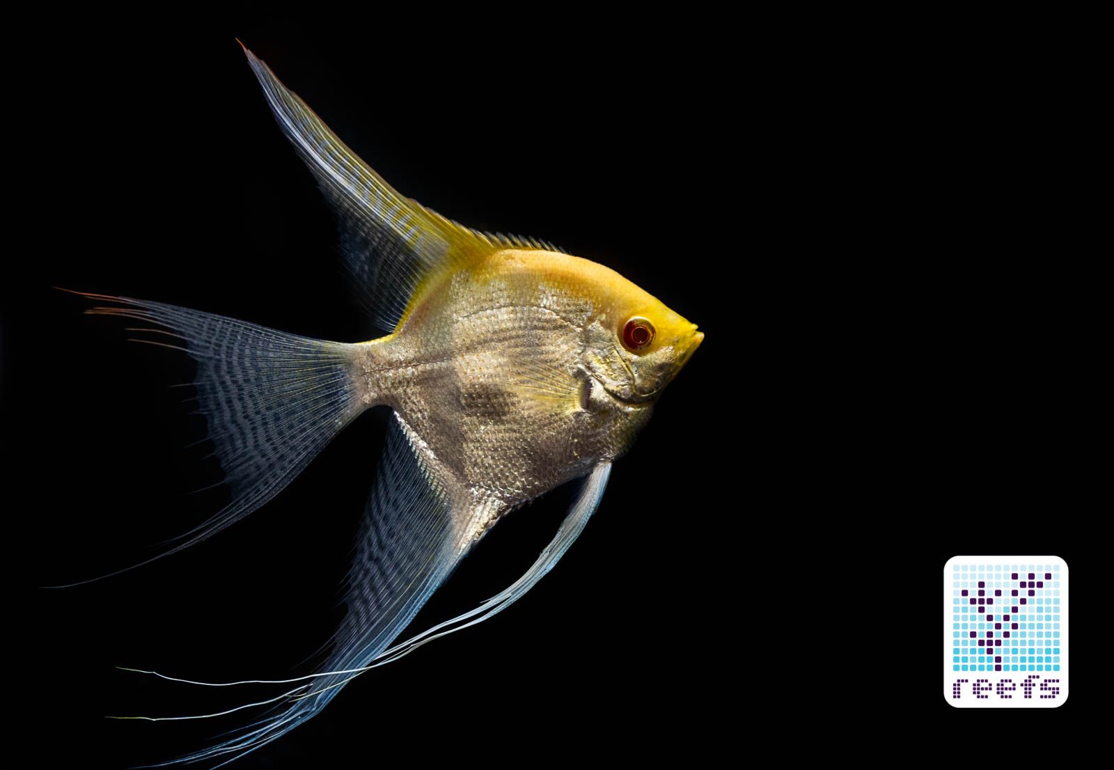 1600x1106 American Cichlid Association Fish