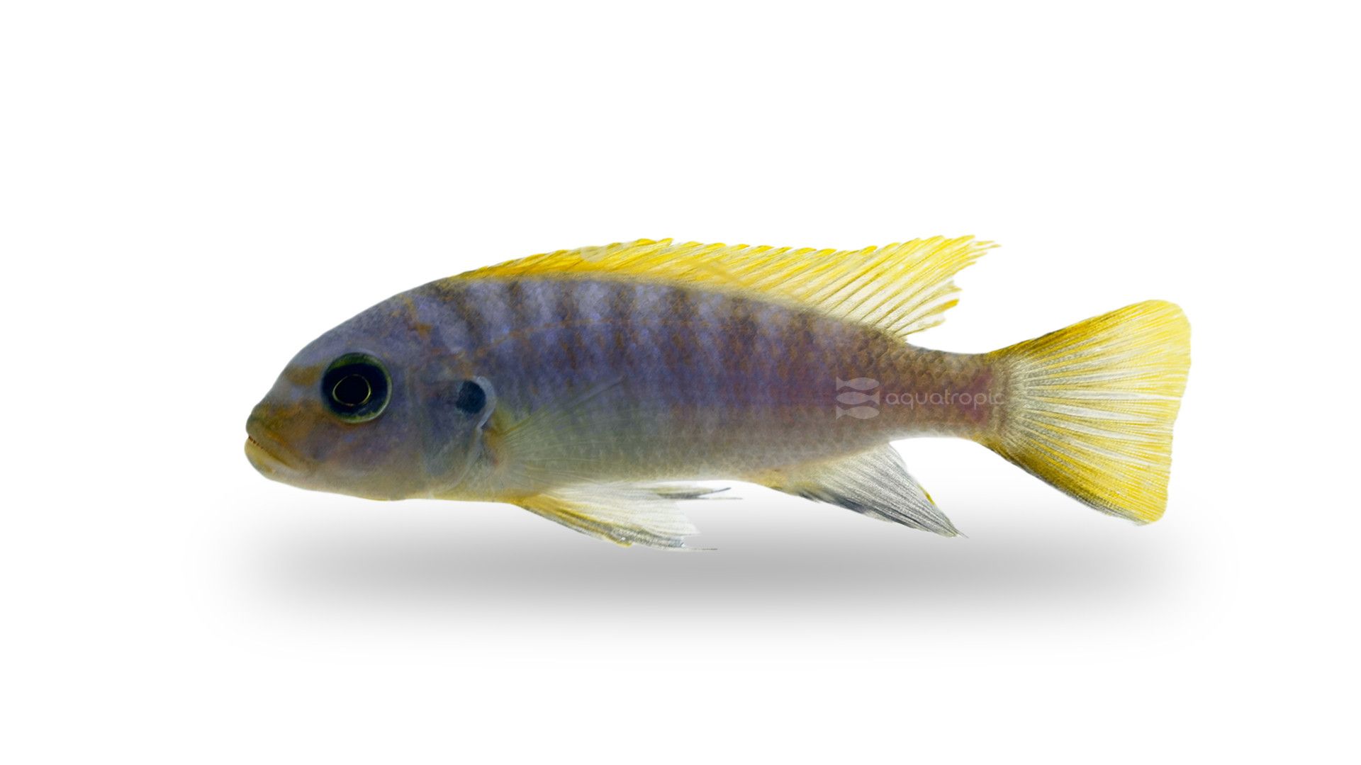 1920x1080 The Malawi Cichlid You Never Knew
