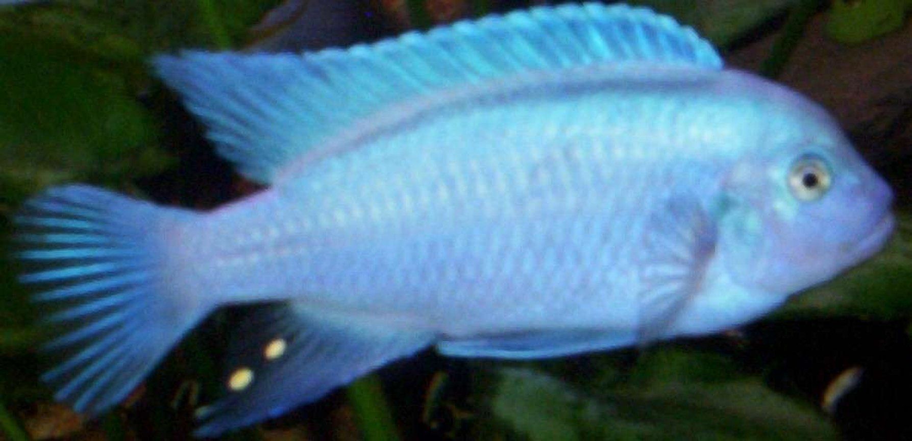 1787x864 Cobalt Blue Male. Cichlids