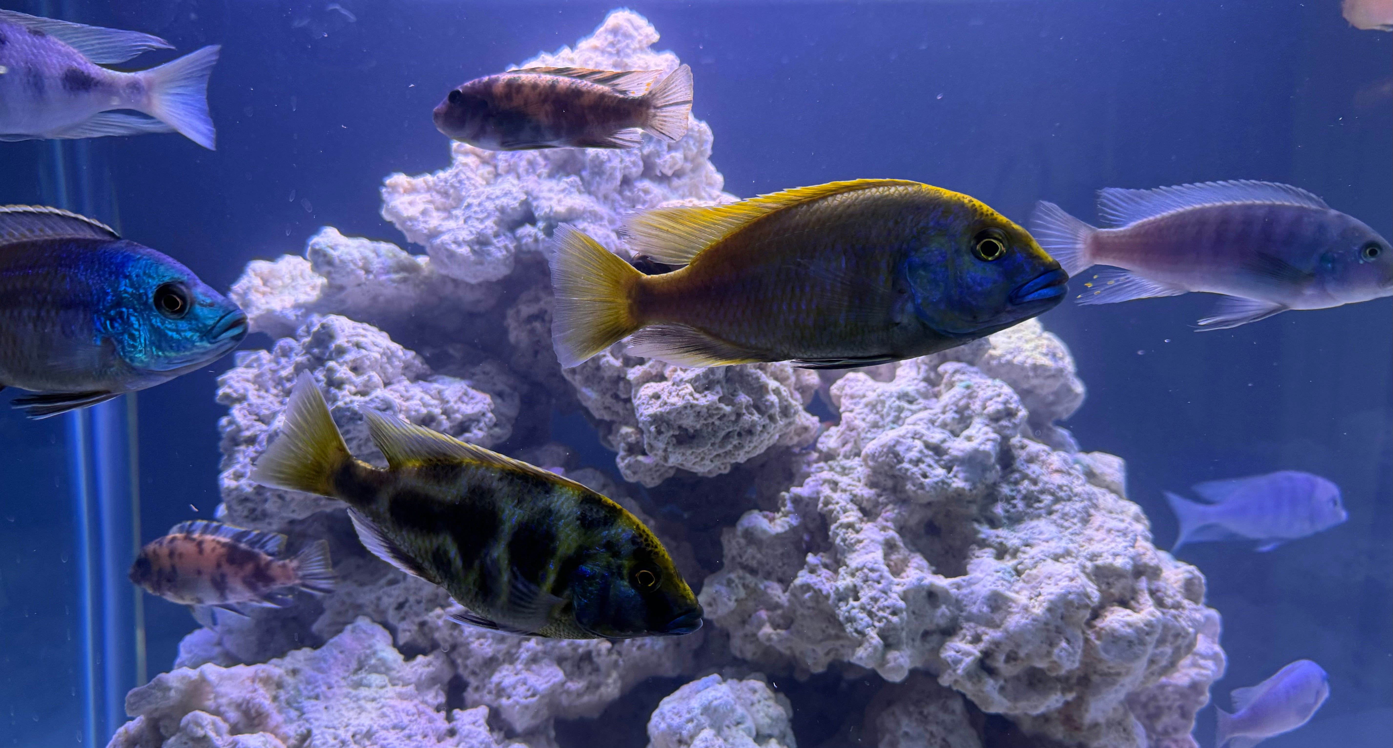 5707x3066 AFRICAN CICHLIDS FISH FARM
