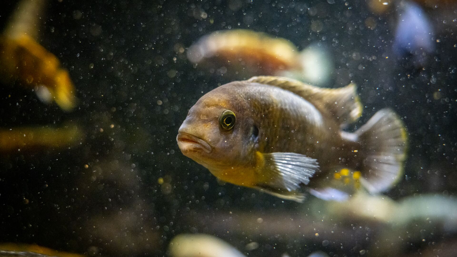 1920x1080 African Cichlids Institute