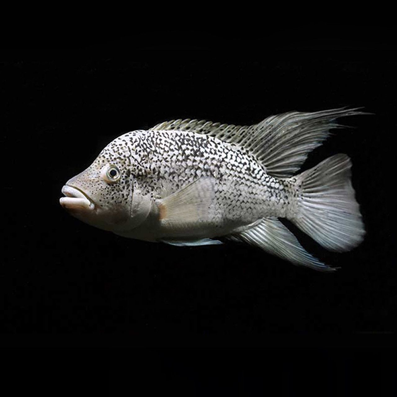 1280x1280 Black Nasty Cichlid (Nandopsis haitiensis)
