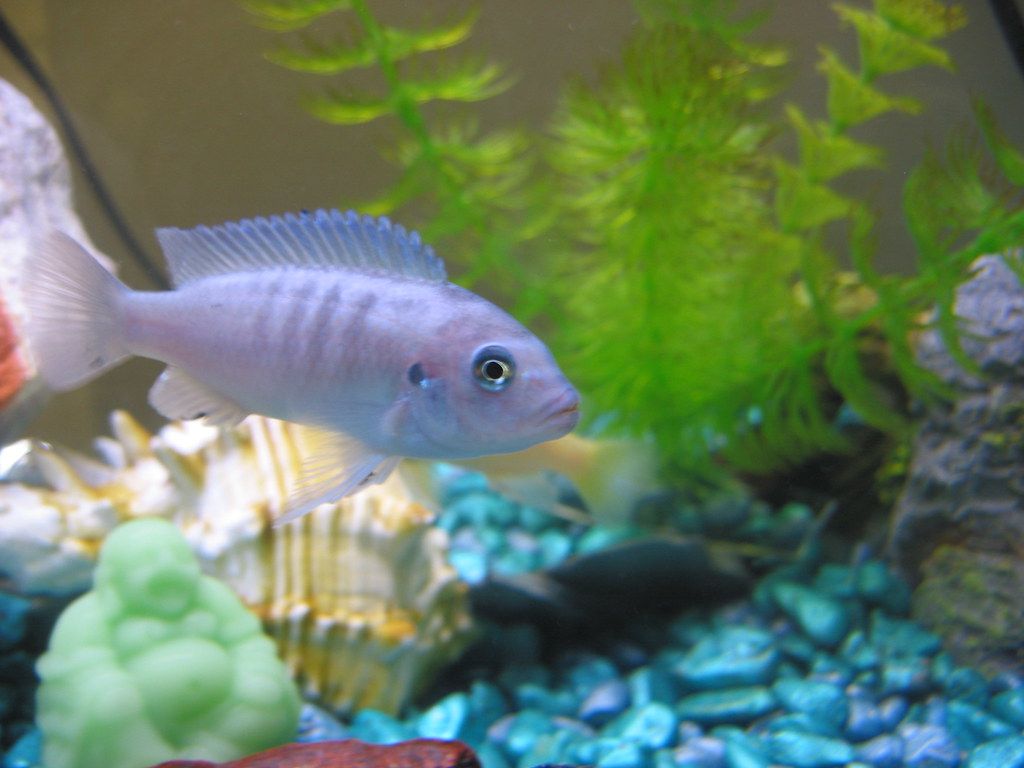 1024x768 purple striped cichlid. en