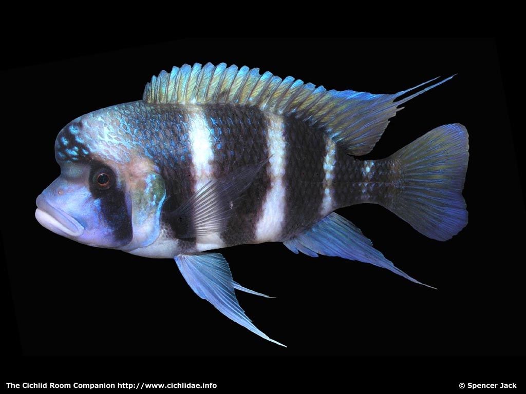 1024x768 Cyphotilapia gibberosa Takahashi