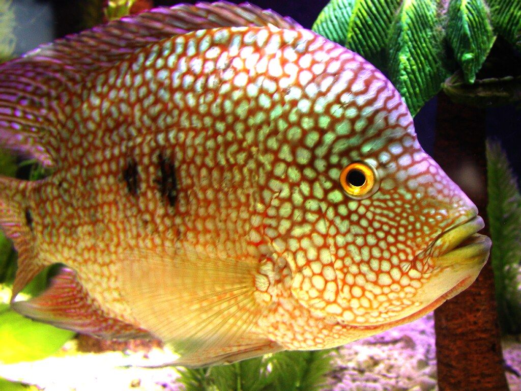 1024x768 Carpintis Cichlid. Pearlscale Cichlid