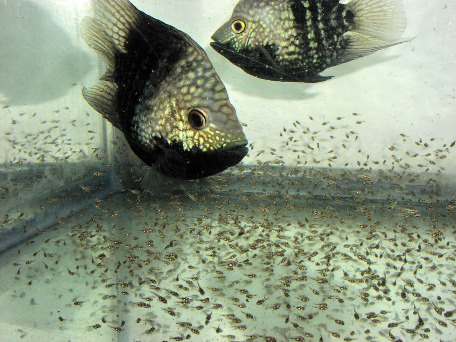 1600x1200 What's your plan for cichlid babies e