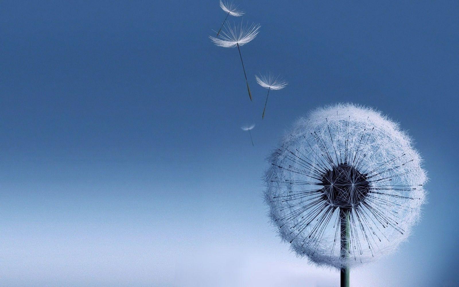 1600x1000 Galaxy s3 Dandelion Wallpaper