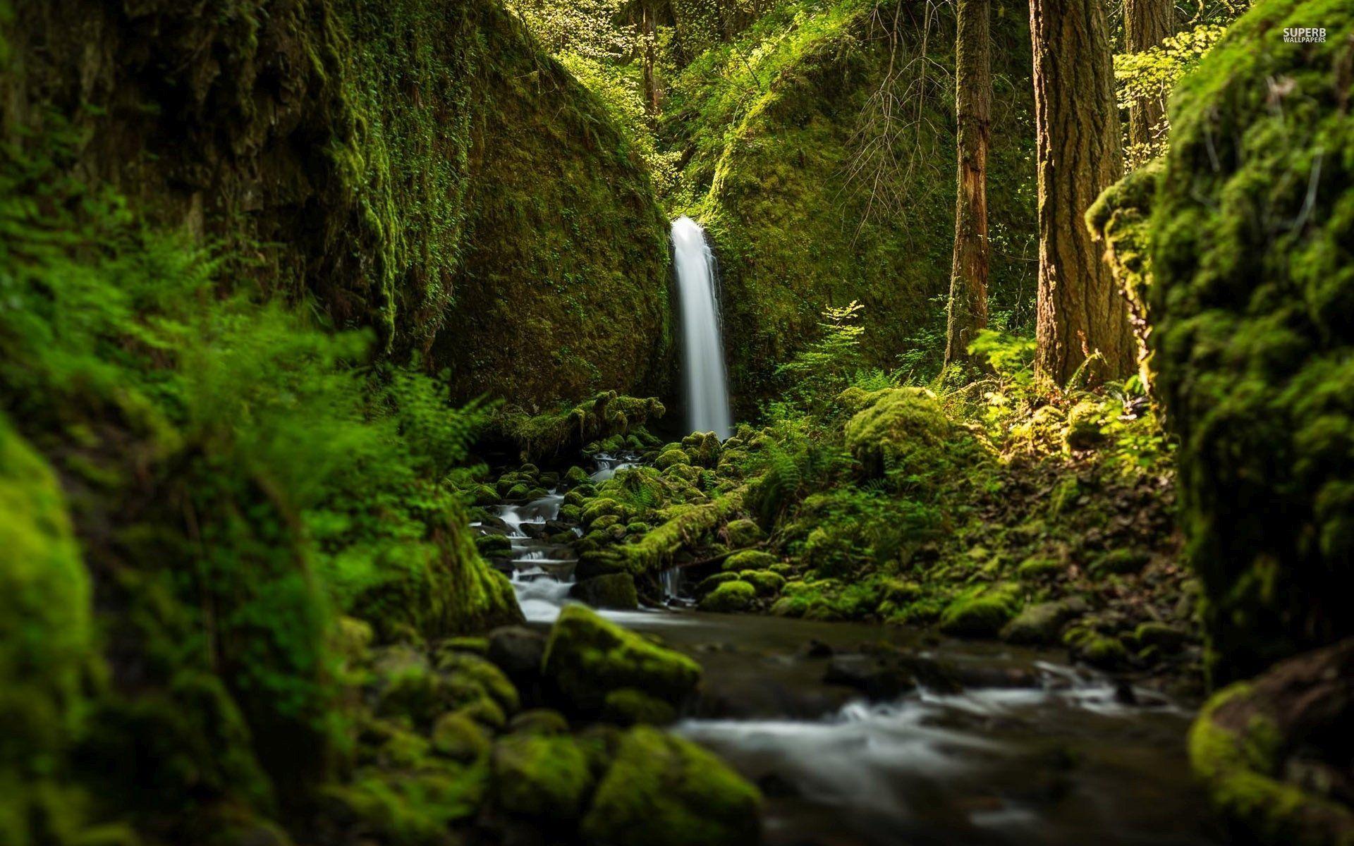1920x1200 Foamy Waterfall In The Forest