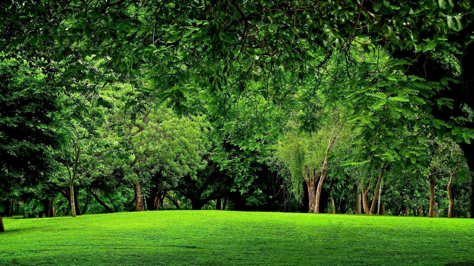 1920x1080 Green Forest Wallpaper 59 image